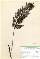 藏品(大葉瓶蕨)的圖片